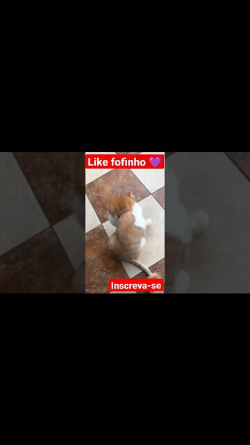 Gatinho cabeçudo