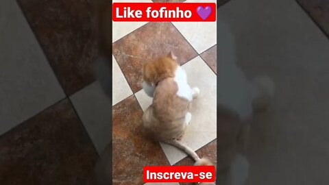 Gatinho cabeçudo