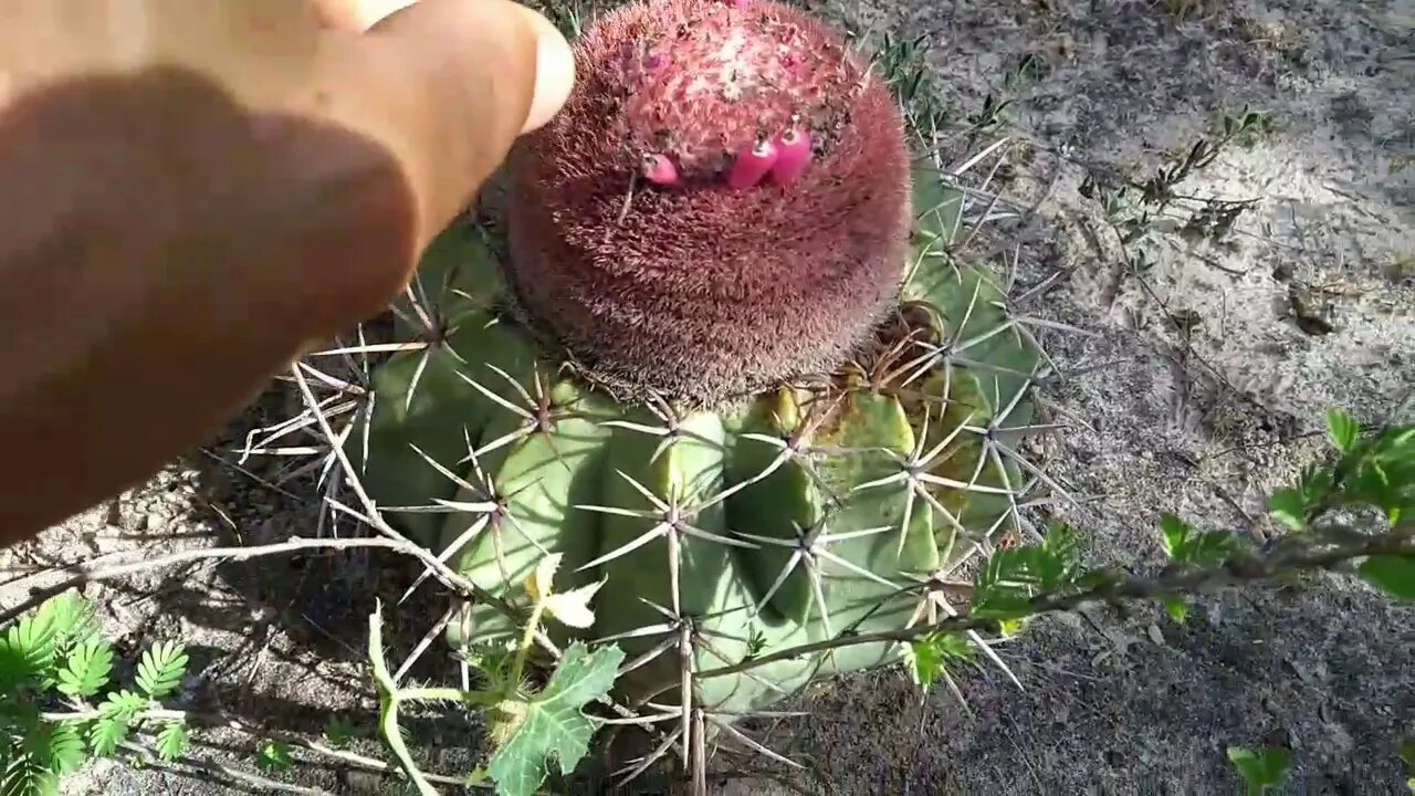 Melocactus Zehntneri coroa de frade ou cabeça-de-frade