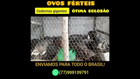 ♦️ATENÇÃO♦️VOS FÉRTEIS DE CODORNA GIGANTES. ENVIAMOS PARA TODO O BRASIL. WHATSAPP 77999109791