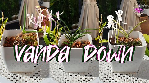 🙆🏼‍♀️Will Lava Rock be the key to not loosing my pathetic 😱 Vanda falcata Orchids? #ninjaorchids