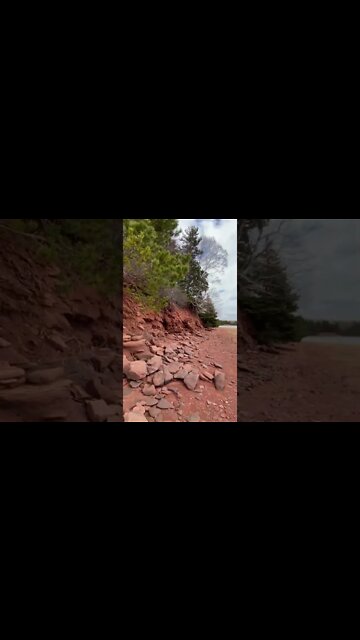 Erosion has wiped out these trees