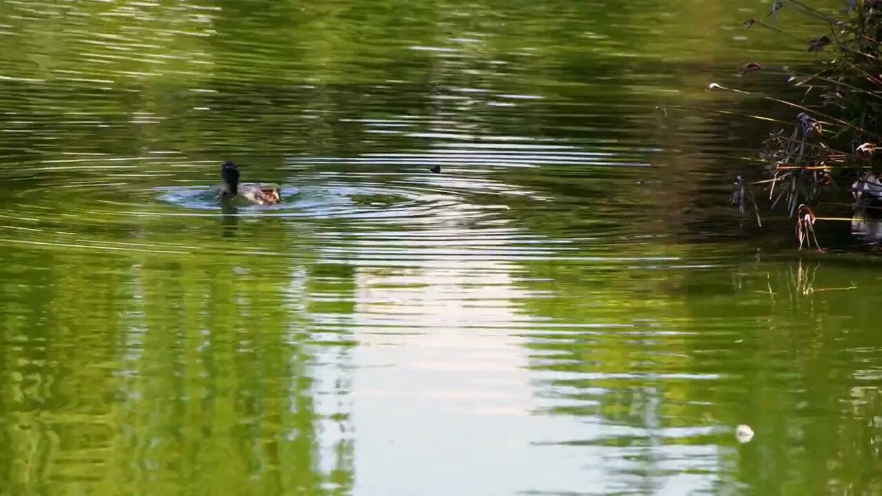 Duck Is Swimming In A Lake