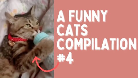 Funny Cats Videos 😹 Compilation #4