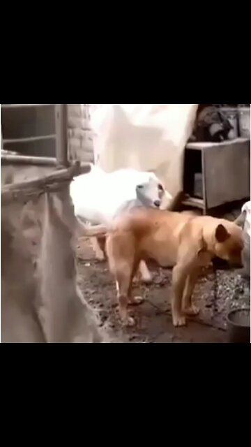 Goat and dog funny scene 😂 funny pets life #1