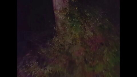 Night Training in the Bushes