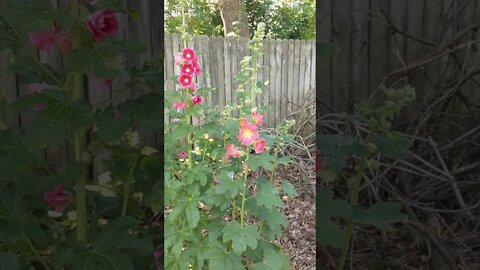 HollyHock Details/Info Where i Planted Mine