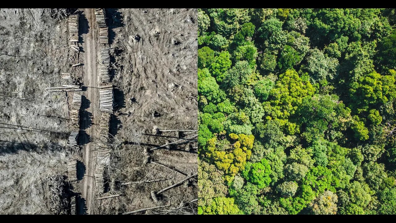 Die Zerstörung der Natur stoppen | Die Stopp-Ökozid-Kampagne