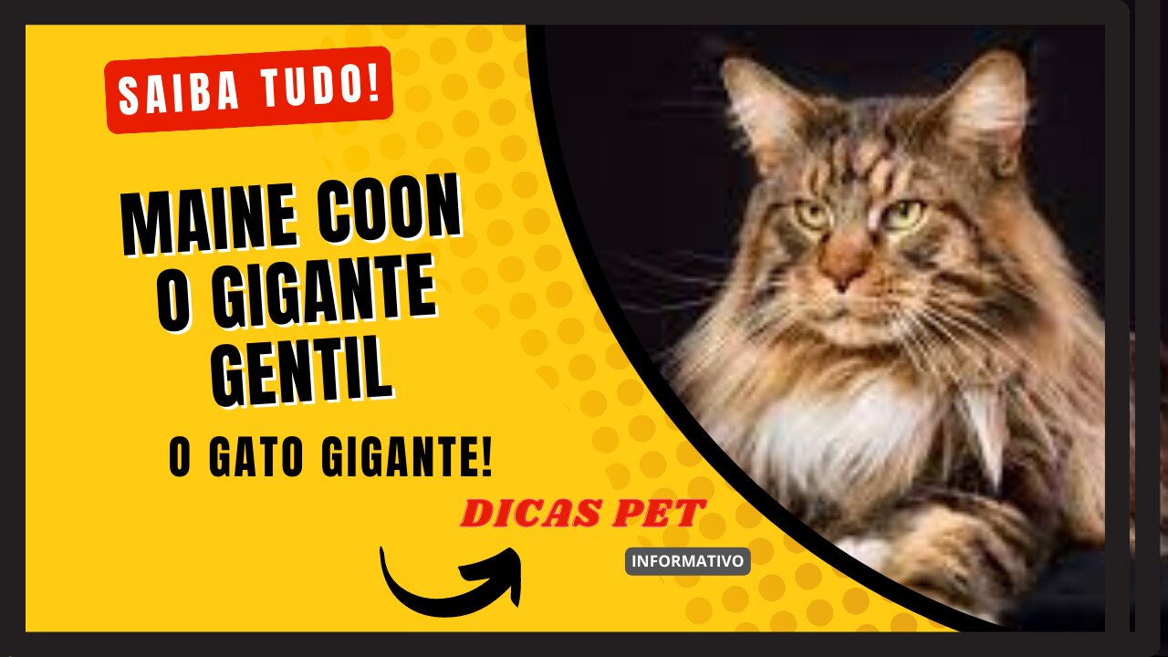 Maine Coons: O Gigante Gentil