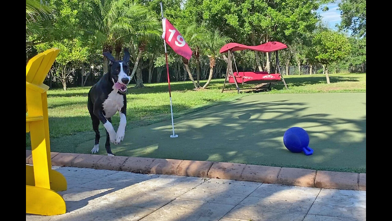 Joyful Great Dane Puppy Runs Putting Green & Pool Zoomie Laps