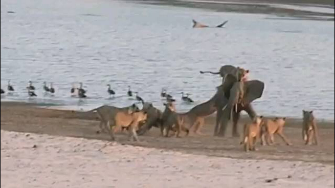 Young elephant survives attack by 14 Lions _ New York Post(360P).mp4
