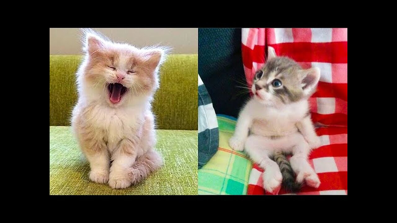 AWW..!!Cutie funniest naughty Catt kitten Compilation 1