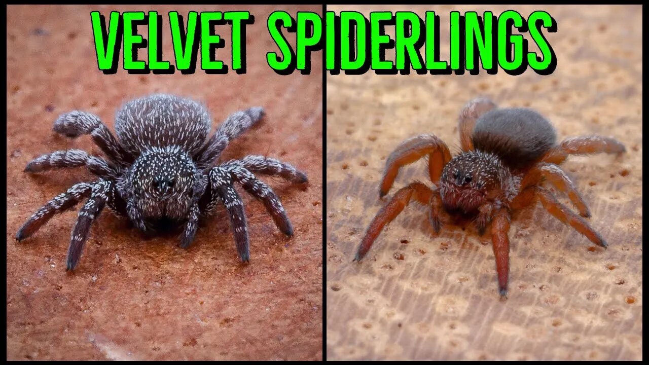 NEW Velvet Spiders & A. johnnycashi UNBOXING!