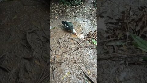 Bronze Muscovy duck