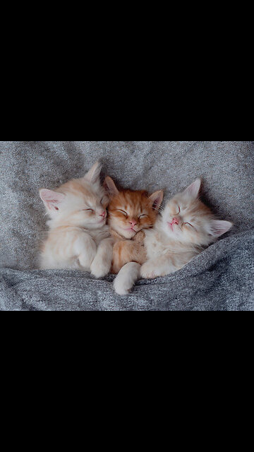 Cute cats beauty of cat is sweetness