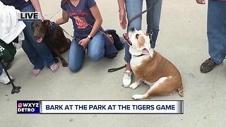 Bark in the Park at Comerica Park for the Detroit Tigers game