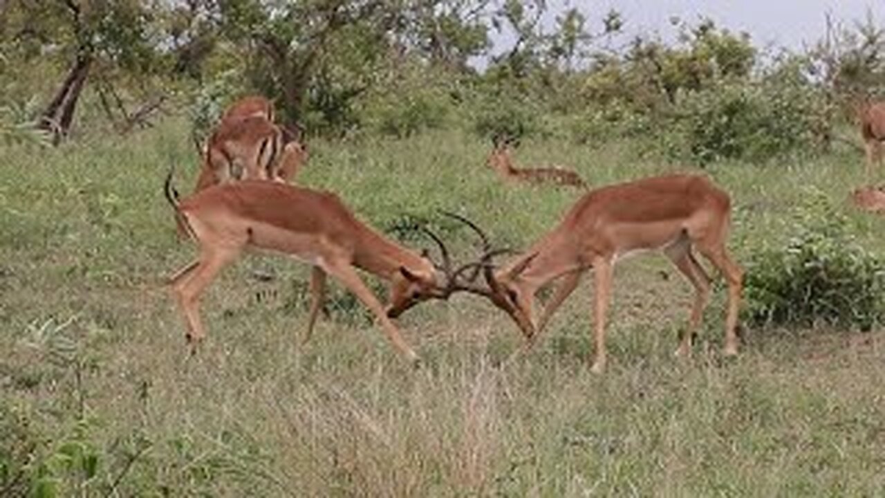 Impala Rams Fighting Copyright Free Animal Videos