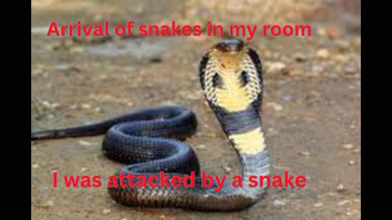 Arrival of snakes in my room and I was attacked by a snake.