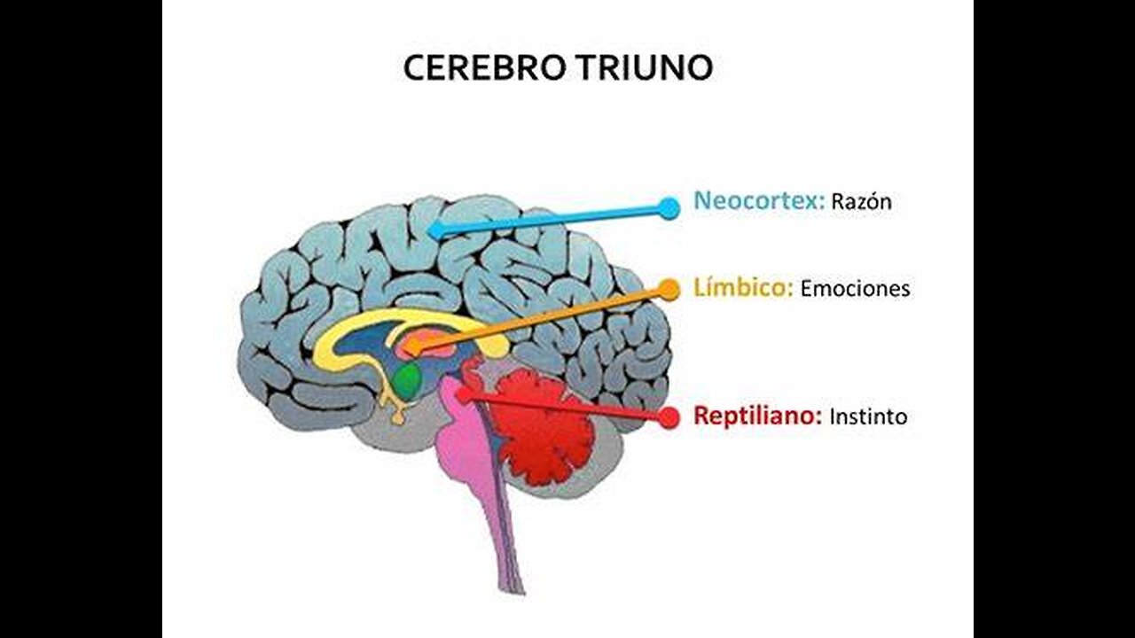 Mente positiva 2- Encontrar el hemisferio cerebral dominante