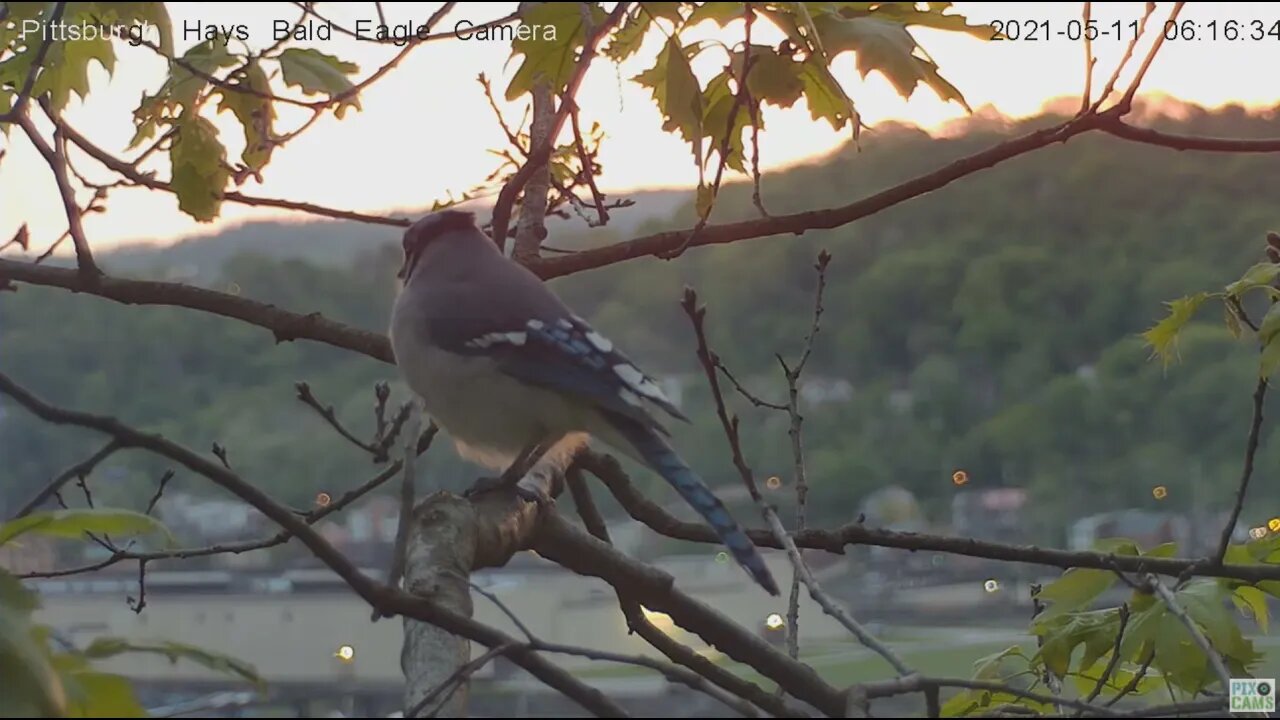 Hays Eagles nest area camera tree visit from a Blue Jay at sunrise 2021 05 11 09 6:16AM