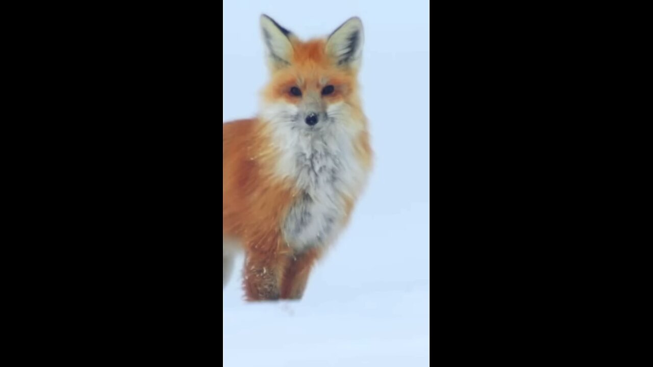 Red Fox Hilariously Pounces Headfirst Into Snow.