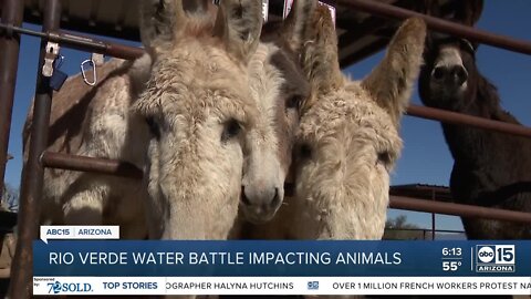 Rio Verde water battle impacting animals