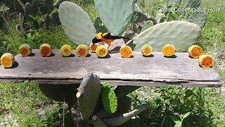 Pássaros se alimentado de frutas de Palma Forrageira | Canal Conectados Hoje
