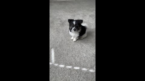 Bailey-getsetGO!