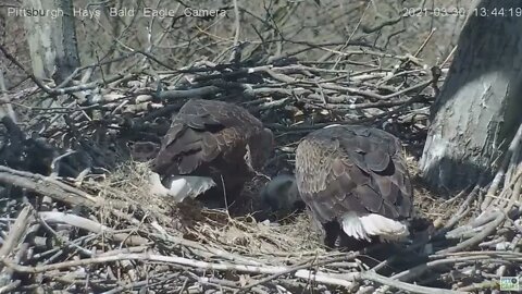 Hays Eagles Mom comes in to help Dad feed H13 H14 H15 eaglets 2021 03 30 13:42