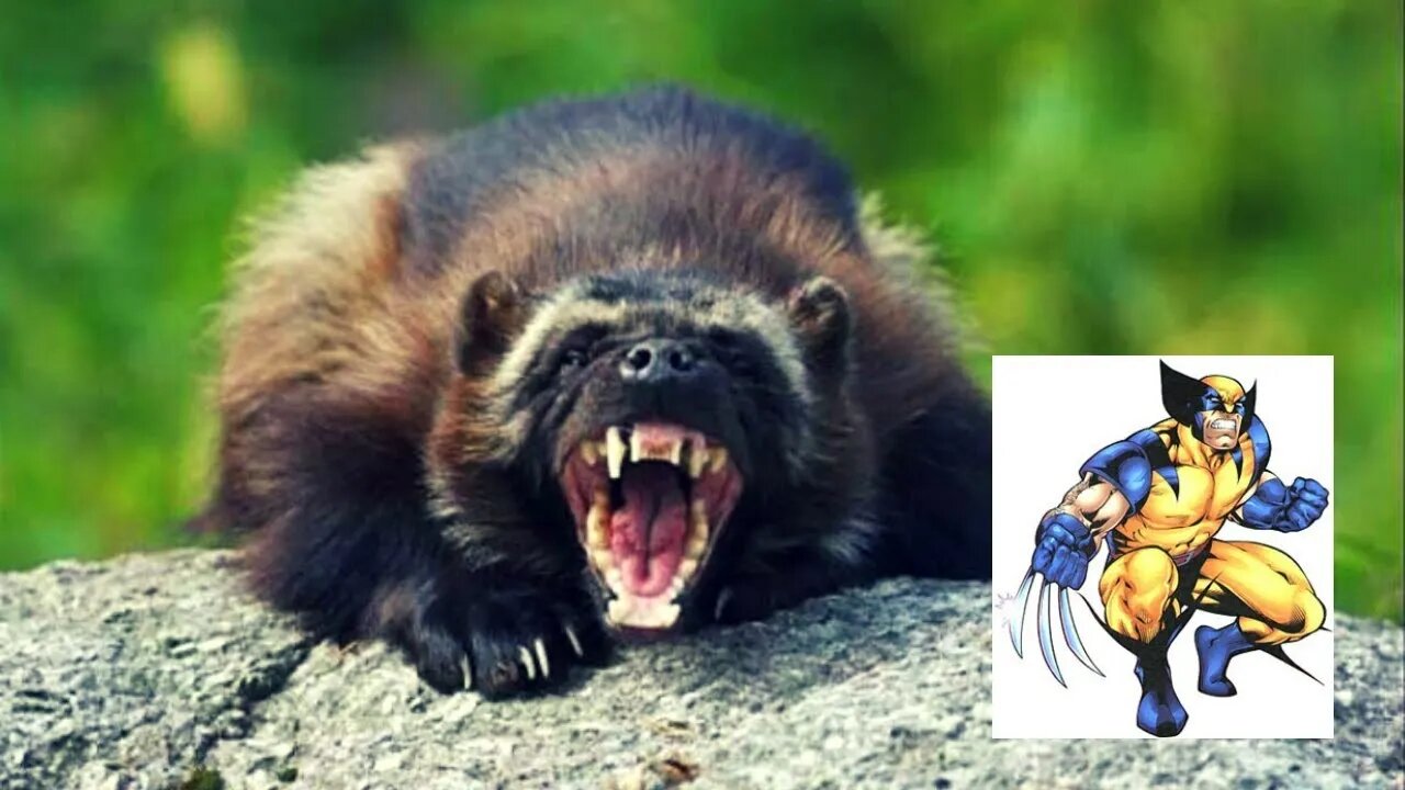 Conheça o glutão: Animal que inspirou o personagem wolverine da Marvel.
