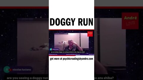 Doggy run