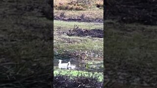 Ducks and geese enjoy creek