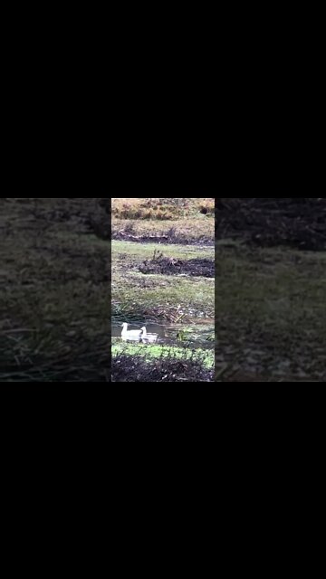 Ducks and geese enjoy creek