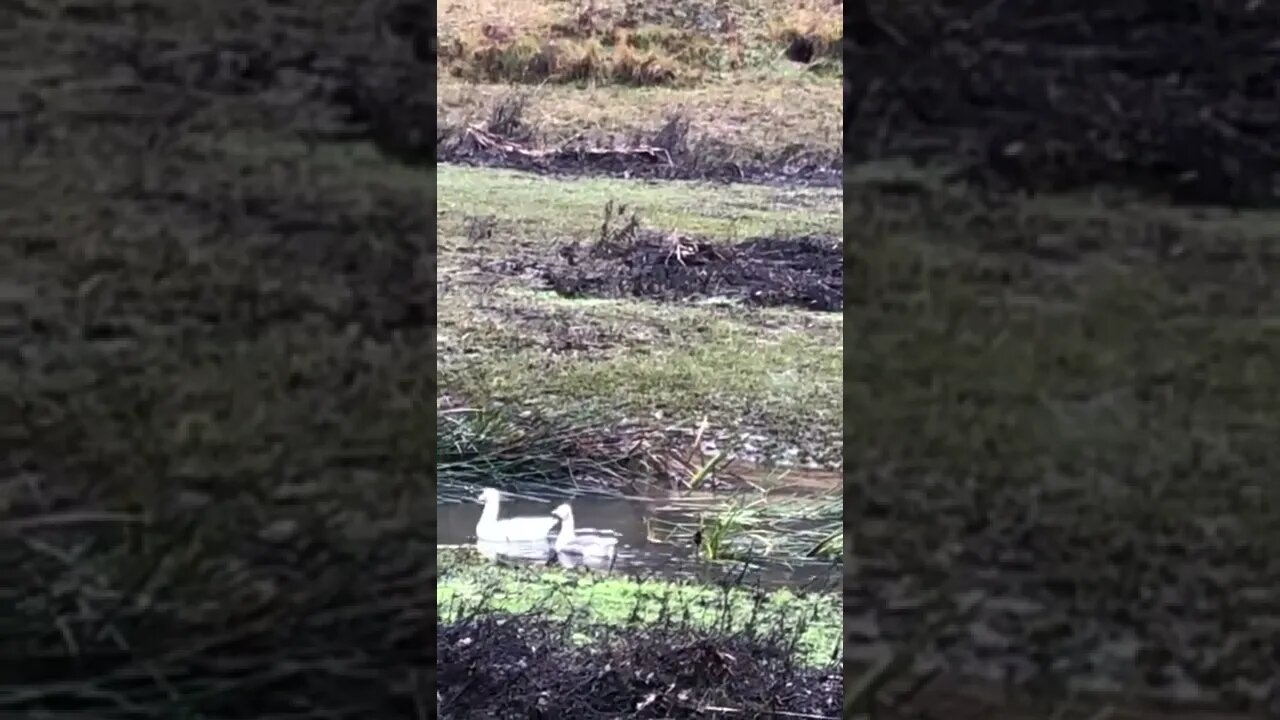 Ducks and geese enjoy creek