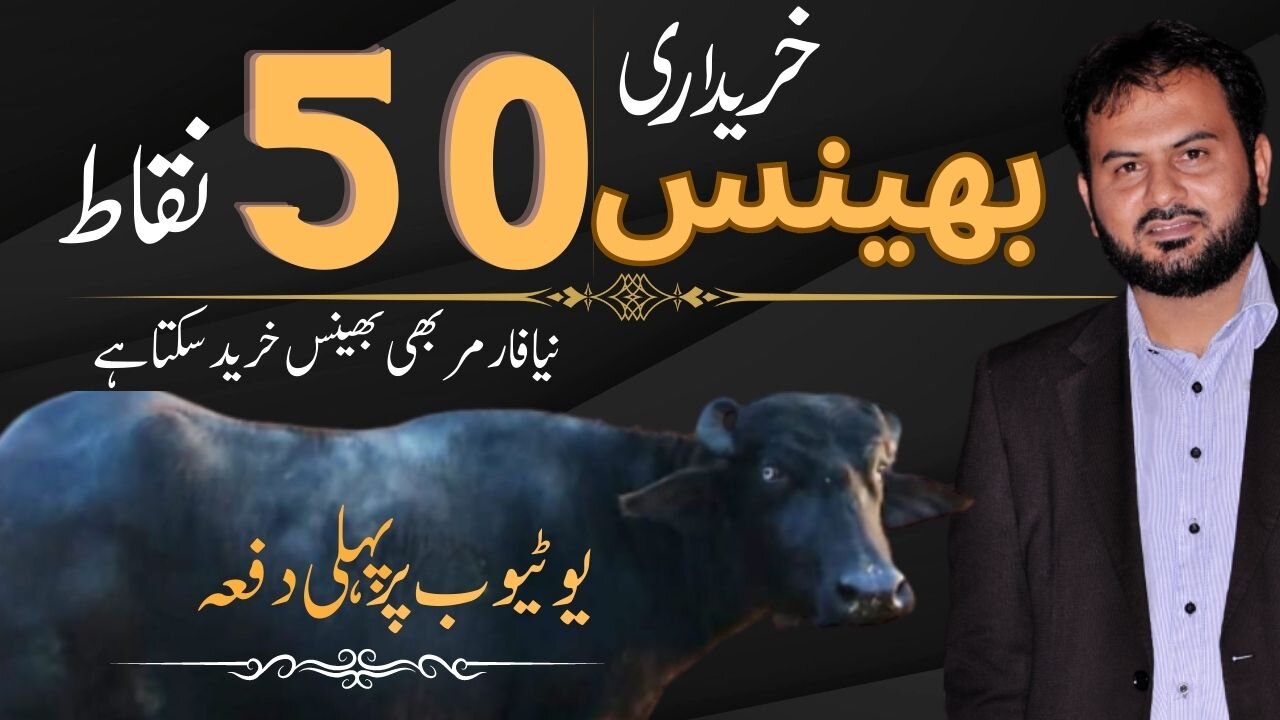 Buffalo Purchasing | How to Purchase Buffalo | Neeli Ravi Buffalo | Best Buffalo for Purchasing