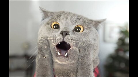 Best Funny Animal , funniest animals ever. relax with cute animals video