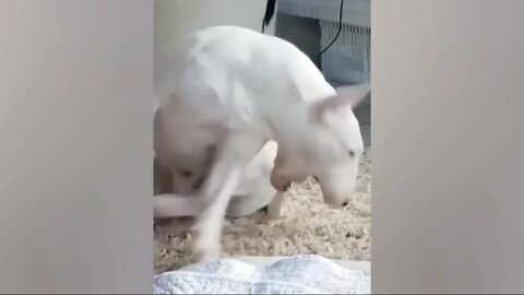 This Dog Is Biting Is Own Tail