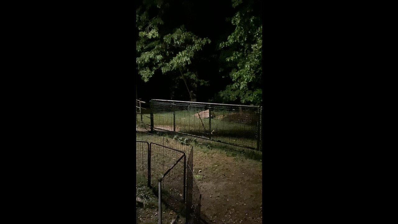 Coyotes came by a few times while I was working late in the shop