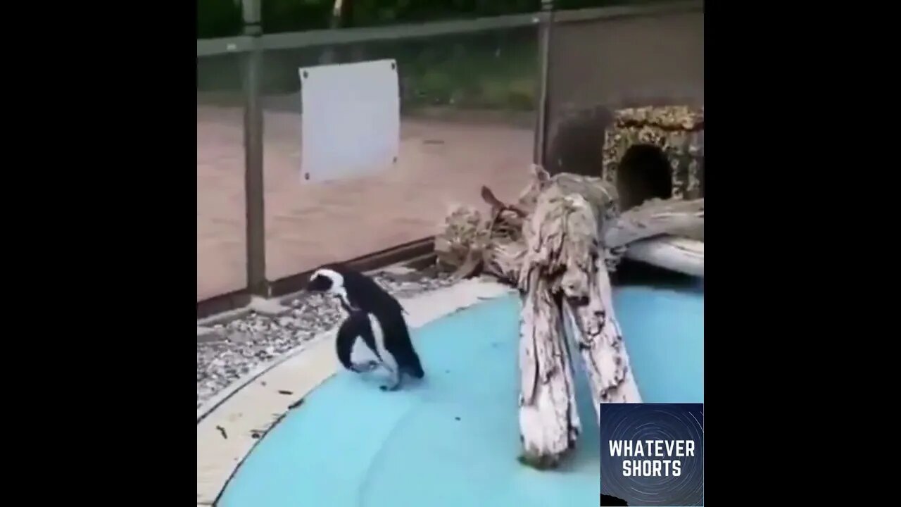 Penguin chasing a butterfly around its enclosure #shorts #penguin #butterfly #chase #animals