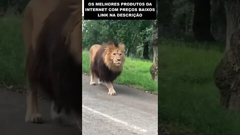 o rei da selva desfilando