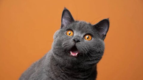 Cute and Funny Cat Videos Compilation - Don't try to hold back Laughter 😂 - FairyCats