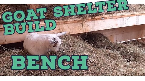 DIY 8X10 Goat Shelter Build |Goat Bench| |Nigerian Dwarf Goats|