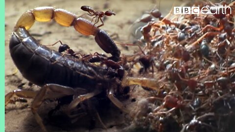 Killer Ant Swarm Butchers Lone Scorpion