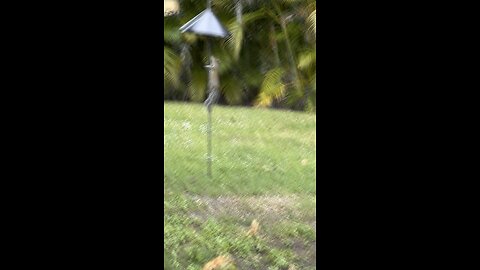 Squirrel proofed my bird feeder