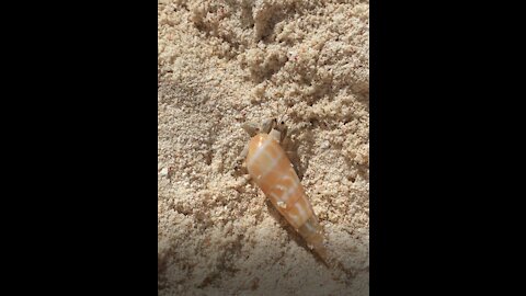 A hermit crab on the sand.