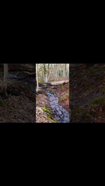 Water running underneath a tree