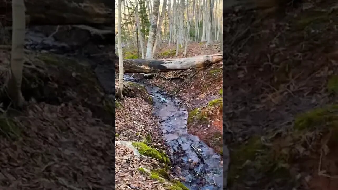 Water running underneath a tree