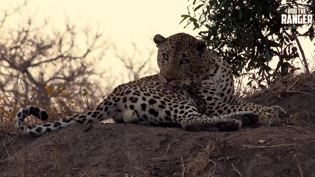 Taking A Good Look At The Homelite Male Leopard