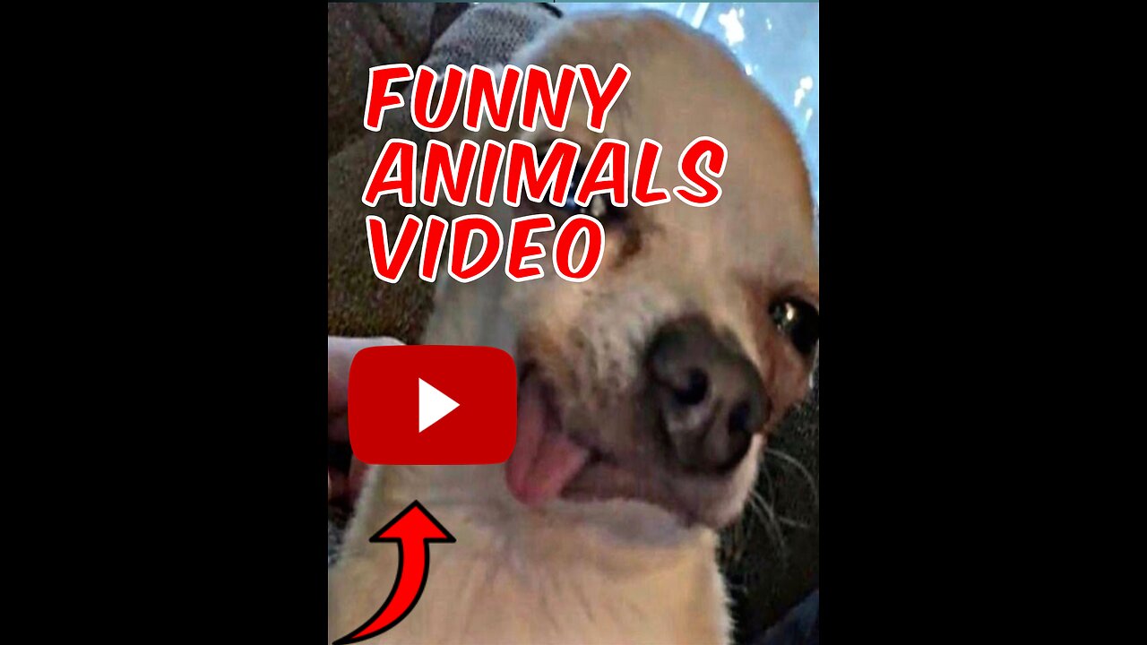 "Laugh with me! Funny Animals Compilation"