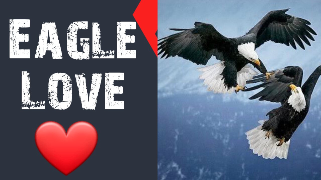 Eagle Love ❤️ Birds #shorts #trending #birdslovers #forest